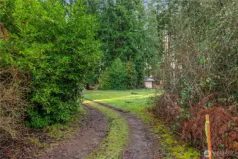Exiting the back end of the looped driveway, hedge and bushes, scrub brush and maybe a fruit tree, on left and Monkey tree.