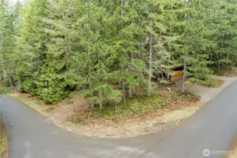 The surrounding trees provide year-round greenery and a serene forest backdrop. This location offers a peaceful escape while still being part of the Lake Cushman community.