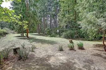 View of the woods.