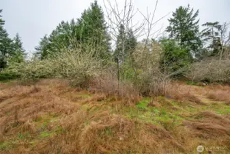 With some pruning and care, these fruit trees could be producing again.