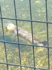 Seller photo. Seal near waterfront at deck.