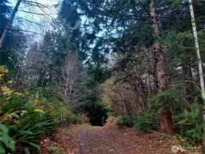 Welcome to the Woods!