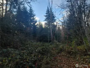 The top of the property is more open and flat