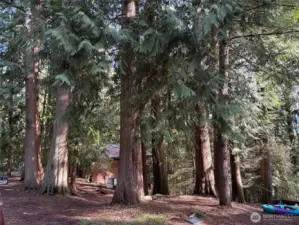 49 Deer Run is level off of the road, then slopes down.  Green-belt below.