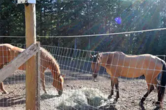 Horses enjoying free time