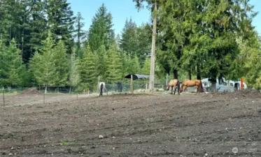 Pasture view, recently dragged