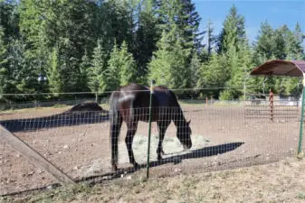 Pasture areas with shelters