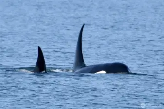 Frequent visitors, these pictures were taken at the beach access.