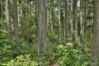 Come befriend the forest~Your property has  trails that lead to the adjacent 15 acre  sculpture forest, the Price Sculpture Forest (www.scupltureforest.org). The trails provide a shortcut to Parker Road making your walk to Coupeville approximately 1.5 miles.