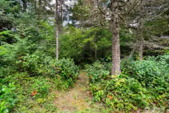 The back lot is a peaceful forest oasis.