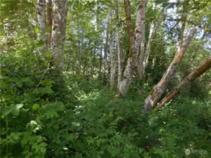 Interior of the Lot, Alders, Maple trees and BRUSH!! Clear it all out!! to open up Filtered View to the EAST!! Sunrise!!