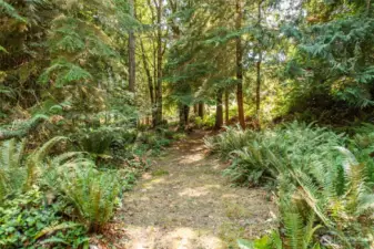 Marketable Timber