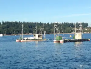 Reefnetters fishing on the west side of Lummi