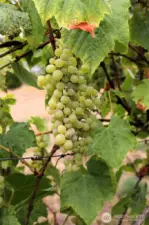 wonderful grape vines..