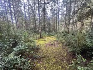 Many Mature trees meander through the property
