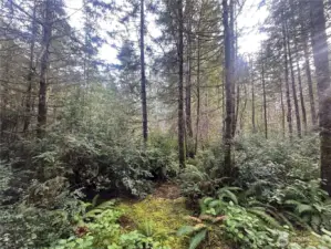 Many mature trees on property.
