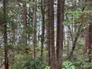 The blue out there is the water! Hood Canal views from this beautiful lot.