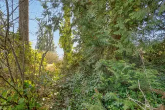 Peek-a-boo water view through trees from top portion of property.