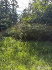 Spring has sprung, the weeds are high, the trees are happy too.