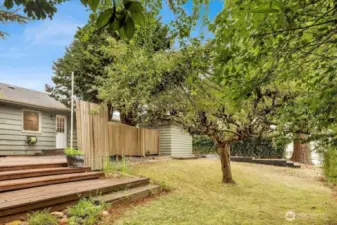 Back yard with ample garden space and fruit trees.