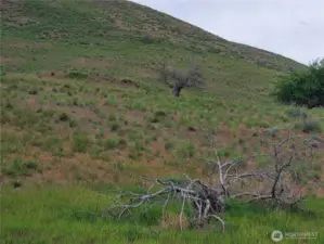 Old Apple tree remnants remain near original stagecoach trail on property.