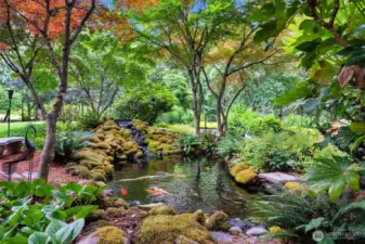 Exhale and enjoy the healthy koi