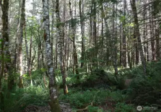 Green Mountain State Forest View from the property