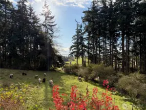 How wonderful to wake up to this bucolic view each day!