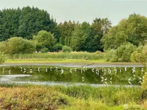Seller "spring" photo of pond behind house