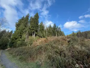 Tree line is property edge