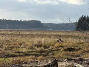 Naselle River Tideland ownership