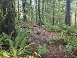 So many mature cedars!