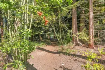 Trails to Yost at the End of Alder