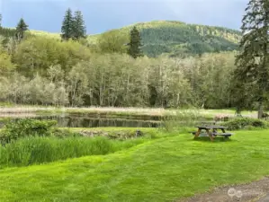 Pond in Ryderwood