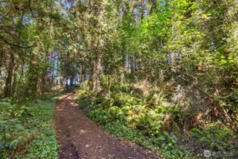 Beautifully treed property
