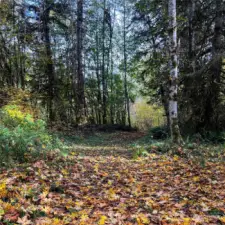 Gravel under leaves.