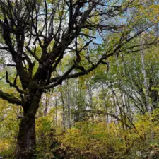 Beautiful Trees on property.