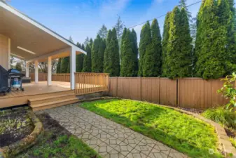 Privacy trees in the backyard