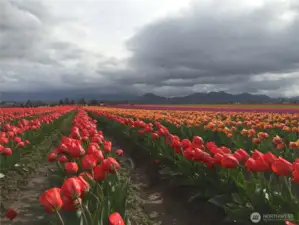 Skagit Valley tulips are superlative in the spring
