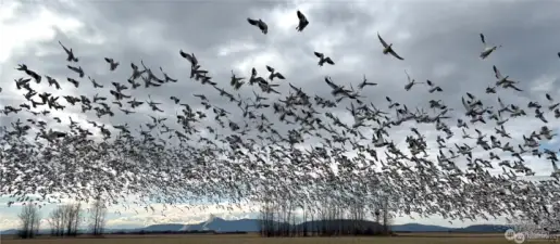 Huge flocks of snow geese visit local fields in the winter