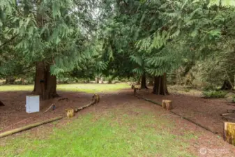 Many trees for privacy.