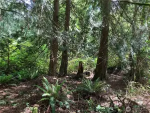Sample of trees on lot