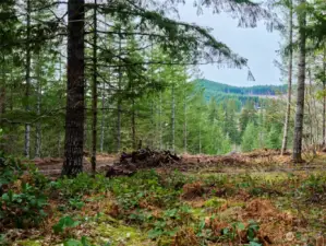 Beautiful view from this homesite!