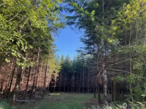 lots of timber