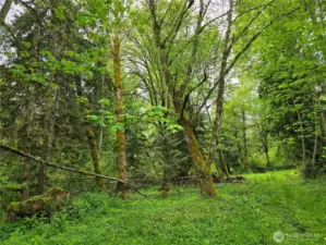 20 beautiful acres with seasonal Creek