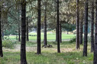 View from patio to 14th fairway