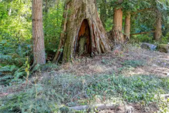 Old Growth on edge of forest