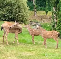 Deer feeding