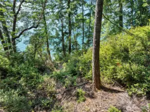 Trail that meanders to the beach.
