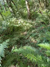 Deer bed in the ferns.